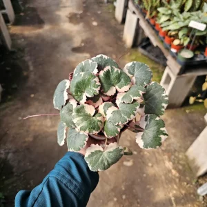 Tricolor Strawberry Geranium Live Plant - Saxifraga Stolonifera - 2in/4in Pot - Image 4