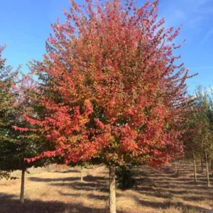 Trident Maple Live Plant – Quart Pot – Bonsai-Friendly Ornamental Tree – Outdoor Deciduous - Image 2