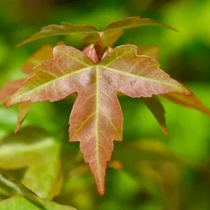 Trident Maple Live Plant – Quart Pot – Bonsai-Friendly Ornamental Tree – Outdoor Deciduous - Image 3