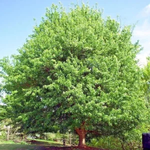 Trident Maple Live Plant – Quart Pot – Bonsai-Friendly Ornamental Tree – Outdoor Deciduous - Image 4