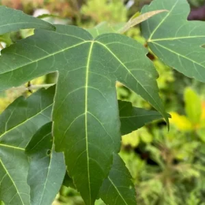 Trident Maple Live Plant – Quart Pot – Bonsai-Friendly Ornamental Tree – Outdoor Deciduous - Image 5