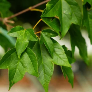 Trident Maple Live Plant – Quart Pot – Bonsai-Friendly Ornamental Tree – Outdoor Deciduous - Image 6