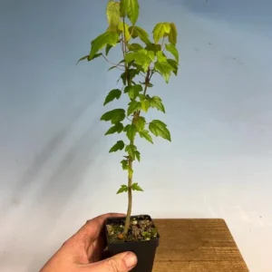 Trident Maple Live Plant – Quart Pot – Bonsai-Friendly Ornamental Tree – Outdoor Deciduous - Image 7