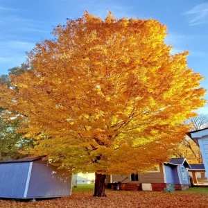 Trident Maple Live Plant – Quart Pot – Bonsai-Friendly Ornamental Tree – Outdoor Deciduous - Image 1