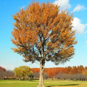 Trident Maple Live Plant – Quart Pot – Compact Ornamental Shade Tree – Deciduous - Image 10