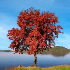 Trident Maple Live Plant – Quart Pot – Compact Ornamental Shade Tree – Deciduous - Image 1