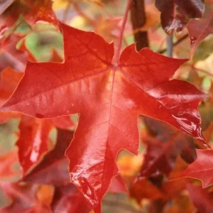 Trident Maple Live Plant – Quart Pot – Compact Ornamental Shade Tree – Deciduous - Image 3