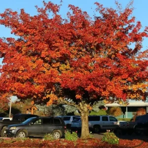 Trident Maple Live Plant – Quart Pot – Compact Ornamental Shade Tree – Deciduous - Image 4