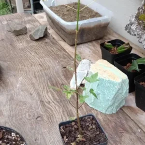 Trident Maple Live Plant – Quart Pot – Compact Ornamental Shade Tree – Deciduous - Image 5