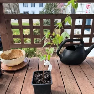 Trident Maple Live Plant – Quart Pot – Compact Ornamental Shade Tree – Deciduous - Image 6