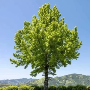 Trident Maple Live Plant – Quart Pot – Compact Ornamental Shade Tree – Deciduous - Image 8