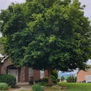 Trident Maple Live Plant – Quart Pot – Compact Ornamental Shade Tree – Deciduous - Image 9