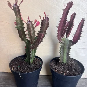 Trigona Purple Live Plant - African Milk Tree Succulent, 4 inch Pot - Image 2