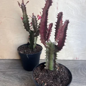 Trigona Purple Live Plant - African Milk Tree Succulent, 4 inch Pot - Image 6