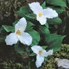 Trillium Grandiflorum Bulbs - White Wakerobin Wildflower Bulbs - Image 1