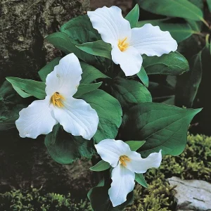 Trillium Grandiflorum Bulbs - White Wakerobin Wildflower Bulbs - Image 1