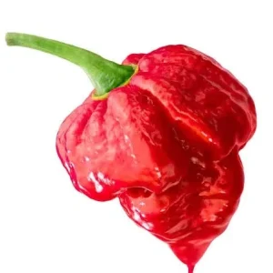 Trinidad Pepper Live Plant - 6 inch Pot - Hot Chili Pepper - Image 1