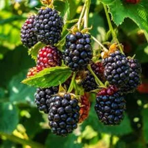 Triple Crown Thornless Blackberry Bare Root Plant - Fruit Bush - Image 1