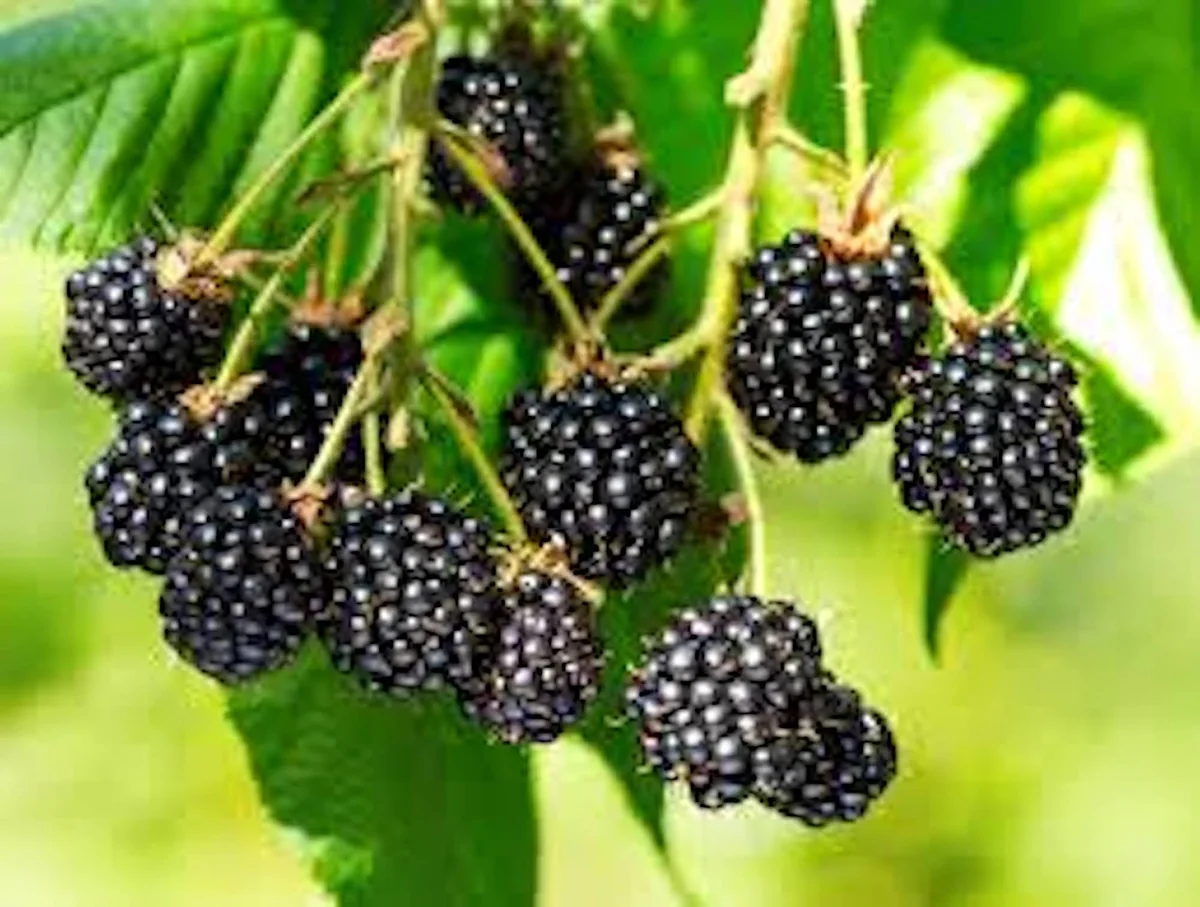 Triple Crown Thornless Blackberry Bare Root Plant - Fruit Bush - Image 2