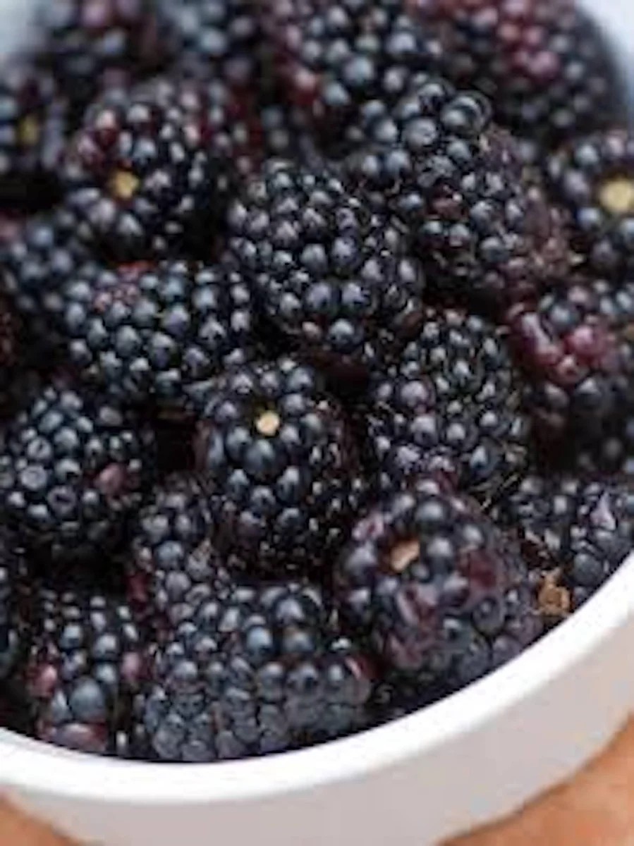 Triple Crown Thornless Blackberry Bare Root Plant - Fruit Bush - Image 3