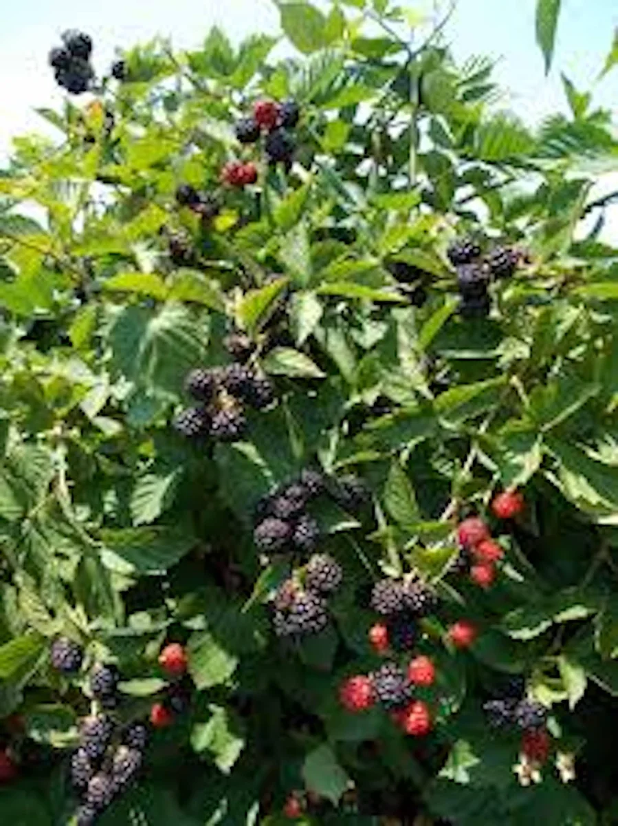Triple Crown Thornless Blackberry Bare Root Plant - Fruit Bush - Image 4