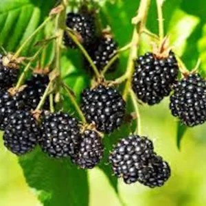 Triple Crown Thornless Blackberry Plant - Bare Root Fruit Bush - Image 2