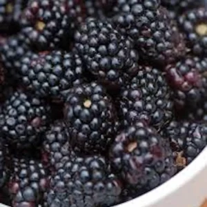 Triple Crown Thornless Blackberry Plant - Bare Root Fruit Bush - Image 3