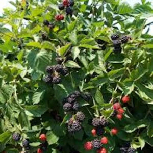 Triple Crown Thornless Blackberry Plant - Bare Root Fruit Bush - Image 4