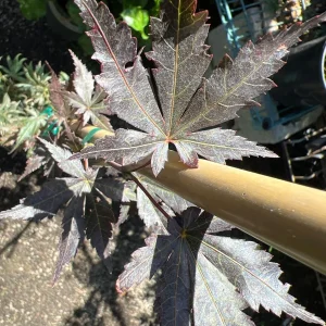 Trompenburg Japanese Maple Live Plant – 6