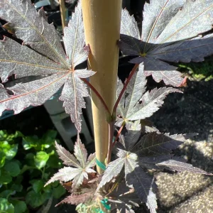 Trompenburg Japanese Maple Live Plant – 6