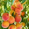 Tropic Beauty Peach Tree Live Plant - Low Chill Fruit - 1/2 Gallon Pot - Image 1