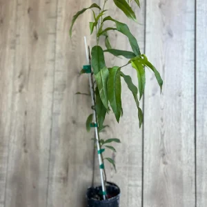 Tropic Beauty Peach Tree Live Plant - Low Chill Fruit - 1/2 Gallon Pot - Image 3