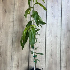 Tropic Beauty Peach Tree Live Plant - Low Chill Fruit - 1/2 Gallon Pot - Image 4