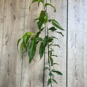 Tropic Beauty Peach Tree Live Plant - Low Chill Fruit - 1/2 Gallon Pot - Image 7