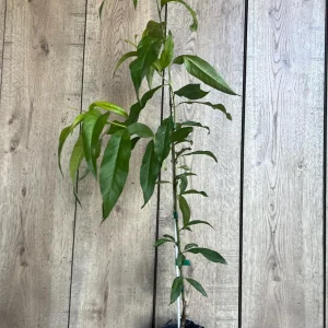 Tropic Beauty Peach Tree Live Plant - Low Chill Fruit - 1/2 Gallon Pot - Image 8