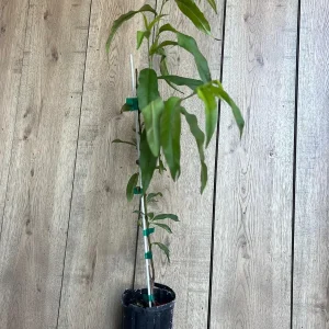 Tropic Beauty Peach Tree Live Plant - Low Chill Fruit - 1/2 Gallon Pot - Image 9