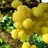 Tropical Gooseberry Live Plant - Amla Berry - 2-3 Feet Tall - 3 Gallon Pot - Image 1