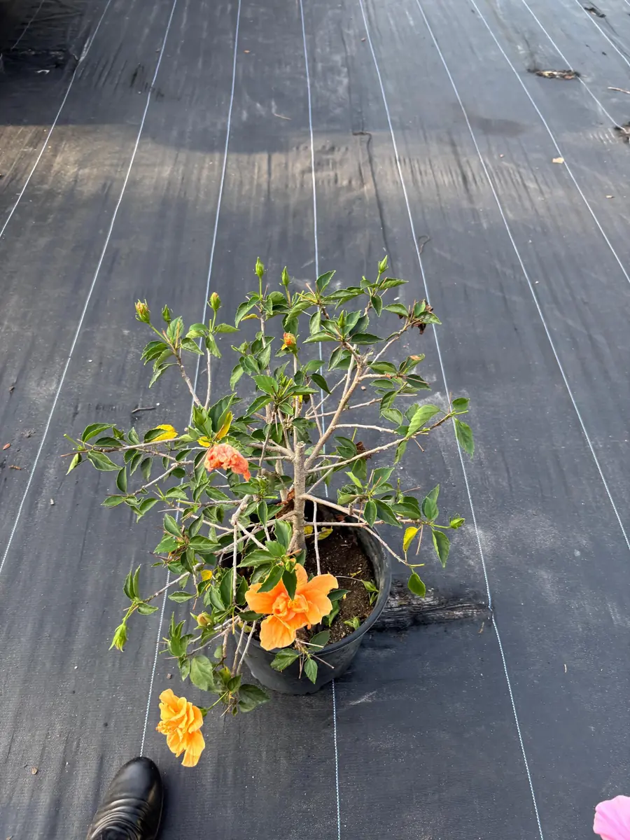 Tropical Hibiscus Live Plant – 3 Gallon Pot – Mallow Family Outdoor Shrub - Image 3