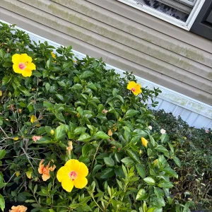 Tropical Hibiscus Live Plant – 3 Gallon Pot – Mallow Family Outdoor Shrub - Image 1