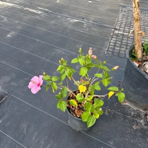 Tropical Hibiscus Live Plant – 3 Gallon Pot – Mallow Family Outdoor Shrub - Image 4