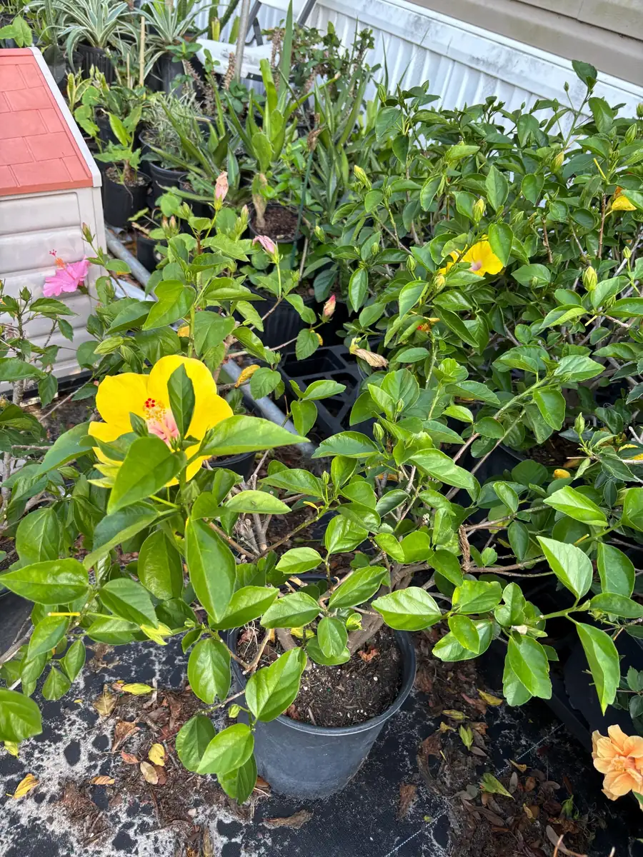 Tropical Hibiscus Live Plant – 3 Gallon Pot – Mallow Family Outdoor Shrub - Image 5