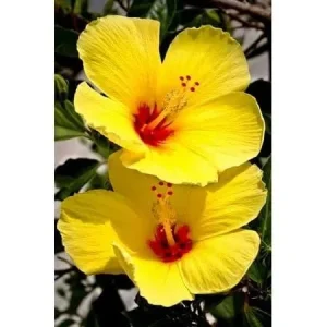 Tropical Hibiscus Live Plant, 3 Gallon Pot, Outdoor Flowering Shrub - Image 2