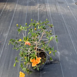 Tropical Hibiscus Live Plant, 3 Gallon Pot, Outdoor Flowering Shrub - Image 3