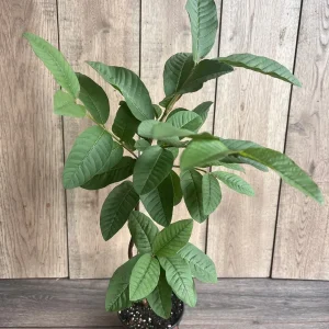 Tropical Pink Guava Live Plant - Psidium Guajava Tree in 6 inch Pot - Image 2