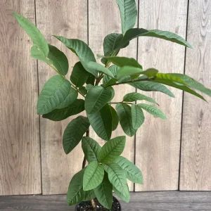Tropical Pink Guava Live Plant - Psidium Guajava Tree in 6 inch Pot - Image 3