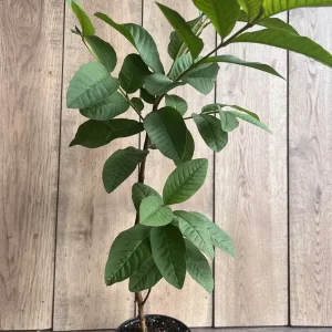 Tropical Pink Guava Live Plant - Psidium Guajava Tree in 6 inch Pot - Image 5