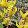 Trout Lily Bulbs - Erythronium Americanum - Yellow Flowers - Image 1