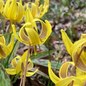 Trout Lily Bulbs - Erythronium Americanum - Yellow Flowers - Image 1