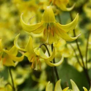 Trout Lily Bulbs - Erythronium Americanum - Yellow Flowers - Image 2