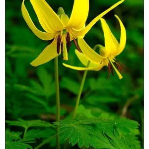 Trout Lily Bulbs - Erythronium Americanum - Yellow Flowers - Image 3